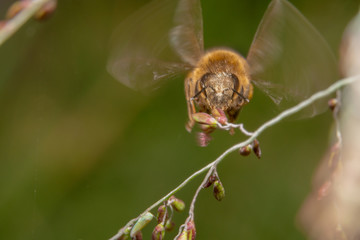 Honey bee in search of flowers to for nectar. Bee flying towards the camera with big eyes and wings still flapping on the side. Bee frozen mid-flight shot
