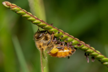 Honey bee crawling on a green plant with purple and pink flower in search of nectar. Bee hanging upside down on a plant