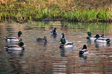 Ducks in the pond. One duck and 8 drakes