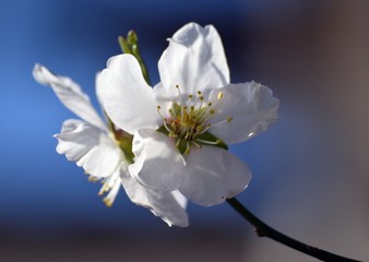 Mendal flower  on a branch on natural background