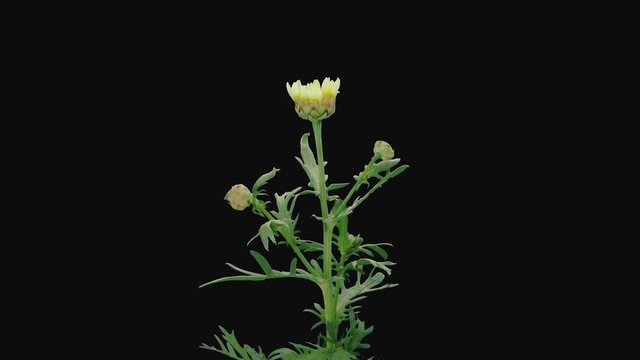 Time-lapse of opening white chamomile flower 2b1 in PNG+ format with ALPHA transparency channel isolated on black background
