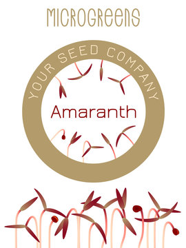 Microgreens Red Amaranth. Seed packaging design, round element in the center. Sprouting seeds of a plant