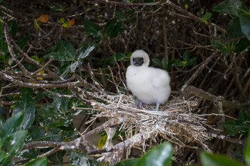 A fluffy Red Footed Booby chick