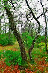 paysage sainte baume