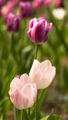 A tulips field in the sunny spring day