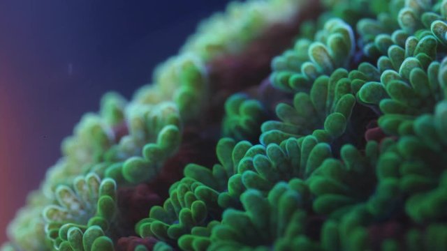 Sunset Montipora Coral Polyp Macro Timelapse HD