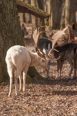 Damhirsche in Wildpark
