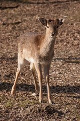 Junger Damhirsch mit Bastgeweih