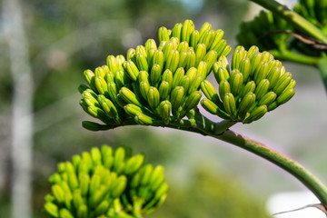 Fototapeta premium Agave americana (Century plant) - cluster buds about to start blooming