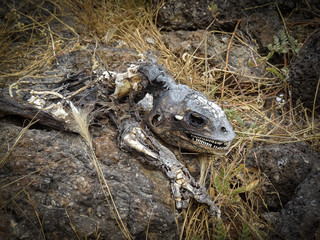 The rotting corpse of a Land Iguana