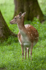 Damhirsch-Kuh im Sommer