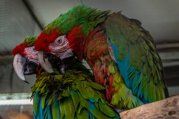 colorful parrot