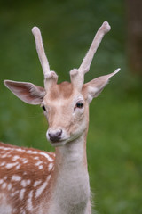 Junger Damhirsch (Dama dama) mit neuem Geweih