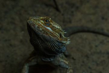 lizard