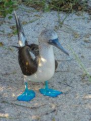 A single Blue Footed Booby standing own the sand in the Galapagos Islands