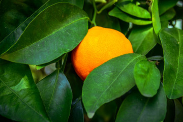 One orange growing on a tree, surrounded with green leaves, close-up image