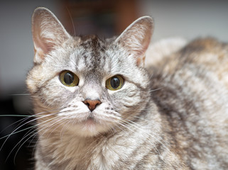 Lovely cat of classic gray color looks serious