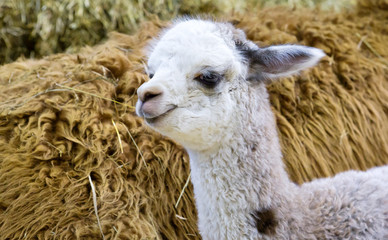 Alpaca (cub). Alpaca is a domestic cloven-hoofed animal from the camel family. Bred in the Alpine zone of South America (Andes). Young Alpaca are called cria.