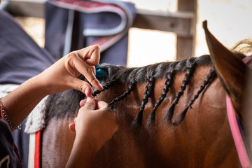preparing show horses for an event
