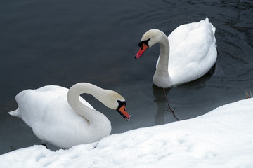 Obraz premium White swans on a lake in winter against the background of dark water.