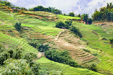 bright green rice fields during summer around Cat Cat village, Sa Pa, Lao Cai, Vietnam