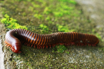 The millipede is walking on rocks with moss in nature.
