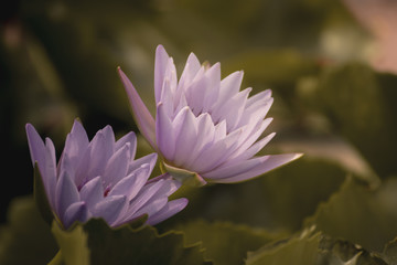 purple water lily