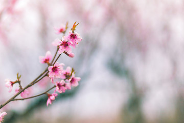 Obraz premium Close-up of beautiful pink flowers in a spring garden