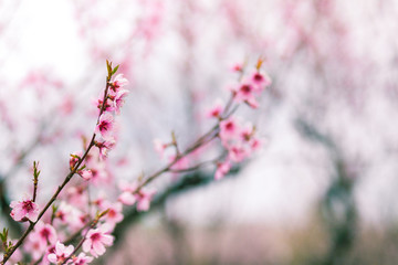 Pink flowers on a peach tree close-up
