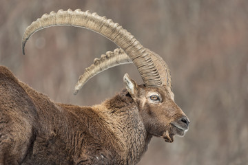 Maschio adulto di stambecco sulla neve (Capra ibex)