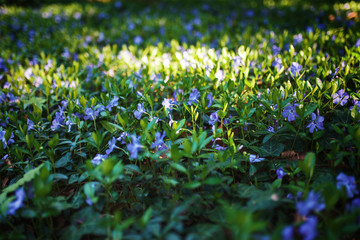 Forest glade with spring blue flowers