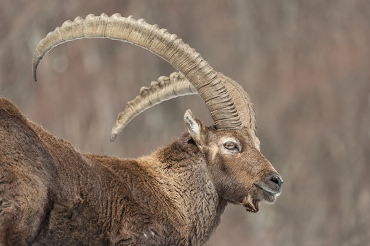 Maschio adulto di stambecco sulla neve (Capra ibex)