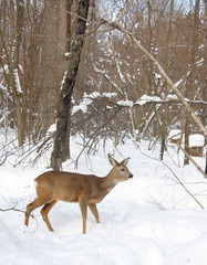 Roe in the winter forest