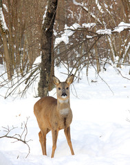 Roe in the winter forest