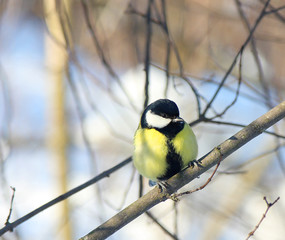 The titmouse sits on a branch