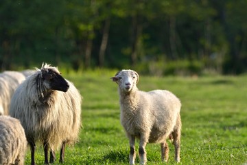 Sheeps in a meadow on green grass