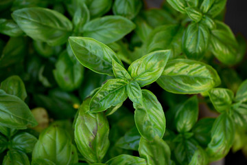 lush basil herb foliage