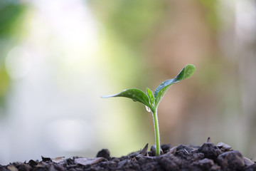 Growing green sapling tree plant