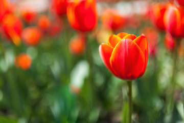 Red tulips in a meadow