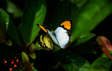 Mariposa blanca, naranja y negra, con las alas abiertas sobre un fondo verde