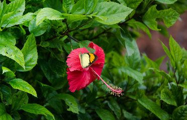 Hibiscus rosa-sinensis o rosa de China, cayena, amapola y hibisco, arbusto perennifolio de la familia de las malváceas, originario de Asia oriental con mariposa