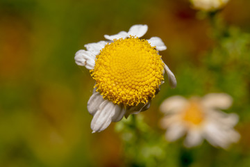 Common Daisy, Bellis perennis flower side shot with stem and an orange ant is crawling on its petal. Black background to make it pop, almost wilted beautiful white petals with yellow eye flower/weed