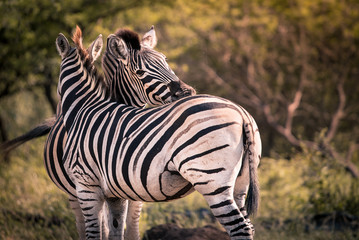 Obraz premium Two Zebras nuzzle each other in Umkhuze Game Reserve, Isimangaliso Wetland Park, South Africa