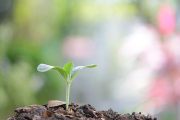 small tree planting 