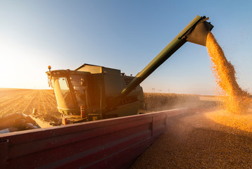 Pouring corn grain into tractor trailer