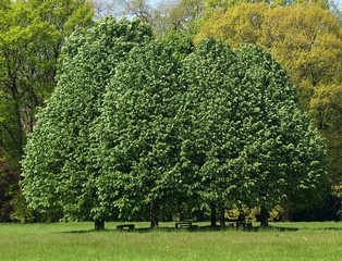 Big green trees on a meadow
