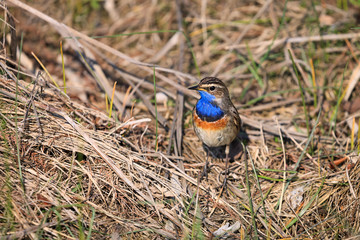 Bluethroat  - Luscinia svecica
