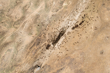 Ants made their home in a hole in stone