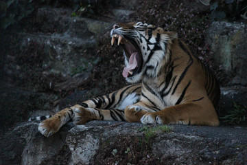 Fototapeta na wymiar Bengal tiger roaring showing its canine teeth while resting on the rock.