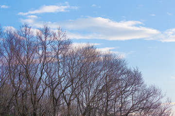 Obraz na płótnie Canvas 冬の空と葉の落ちた木